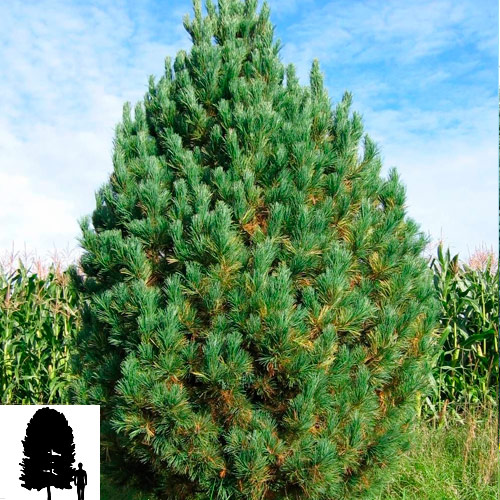 Pinus-cembra