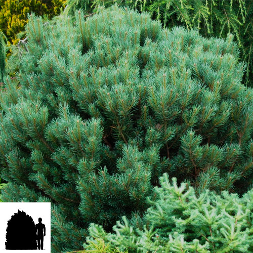 Pinus-sylvestris-Watereri